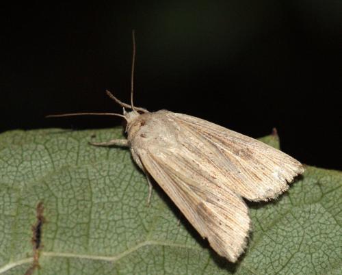 Réf. 250 468 : Mythimna riparia